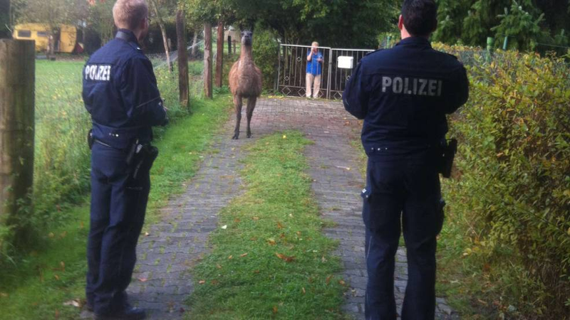 Illustration for article titled How a Llama saved motorists from getting caught speeding